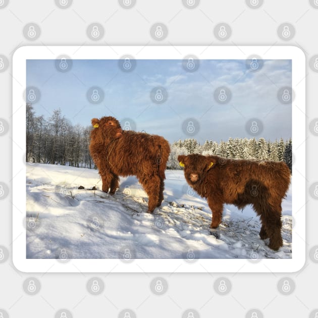 Scottish Highland Cattle Calves 1666 Sticker by SaarelaHighland